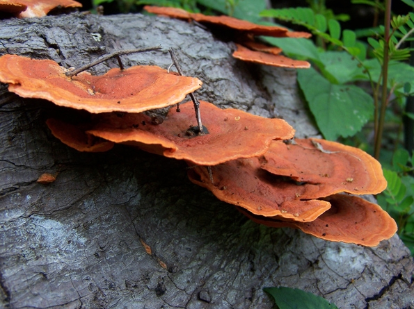 basidiomycota