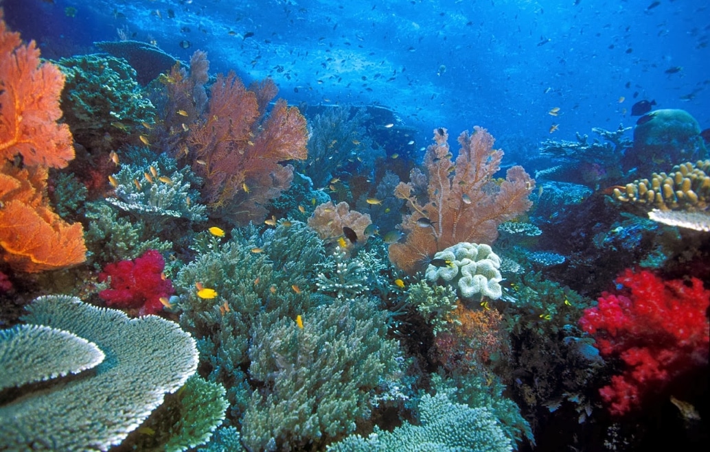 Surga Keindahan Alam Bawah Laut Indonesia Flora dan Fauna