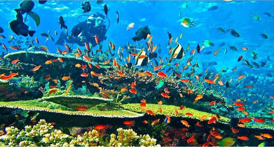 Surga Keindahan Alam  Bawah Laut Indonesia  Flora dan Fauna