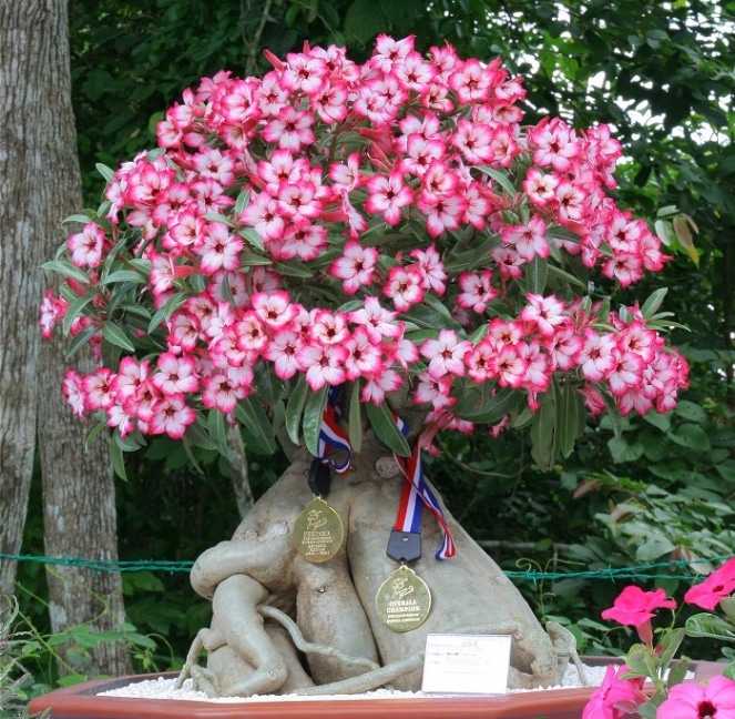 bonsai adenium