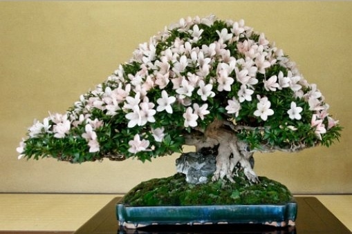 bonsai azalea