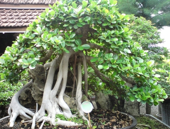 Langkah Cepat dan Mudah Membuat Bonsai Beringin Flora 