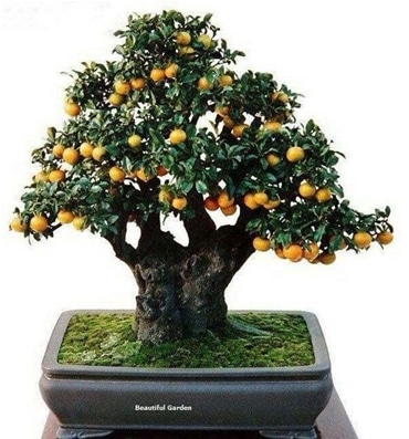 bonsai jeruk