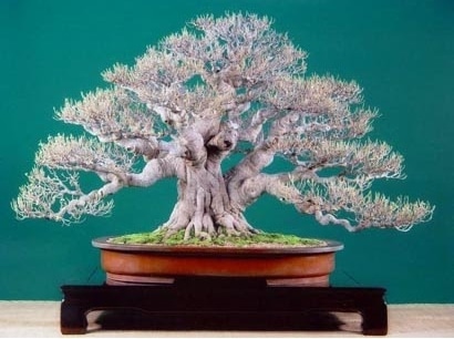 bonsai serut menggugurkan daun