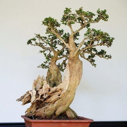 bonsai serut tua