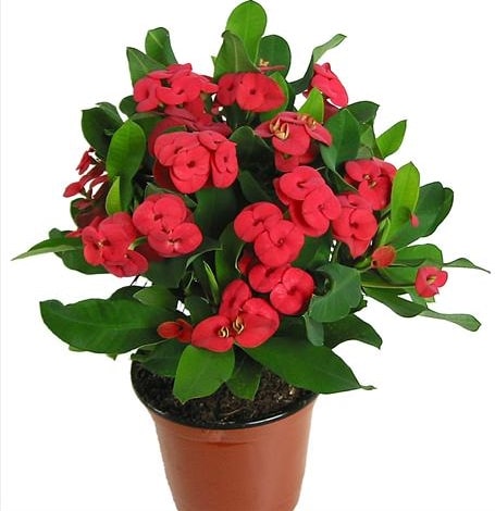 bunga euphorbia