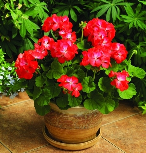 bunga geranium