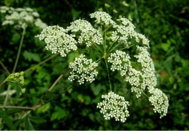 bunga waterhemlock