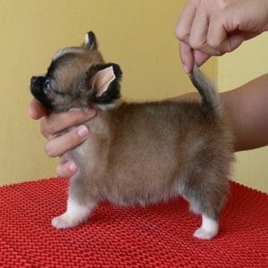 chihuahua imut