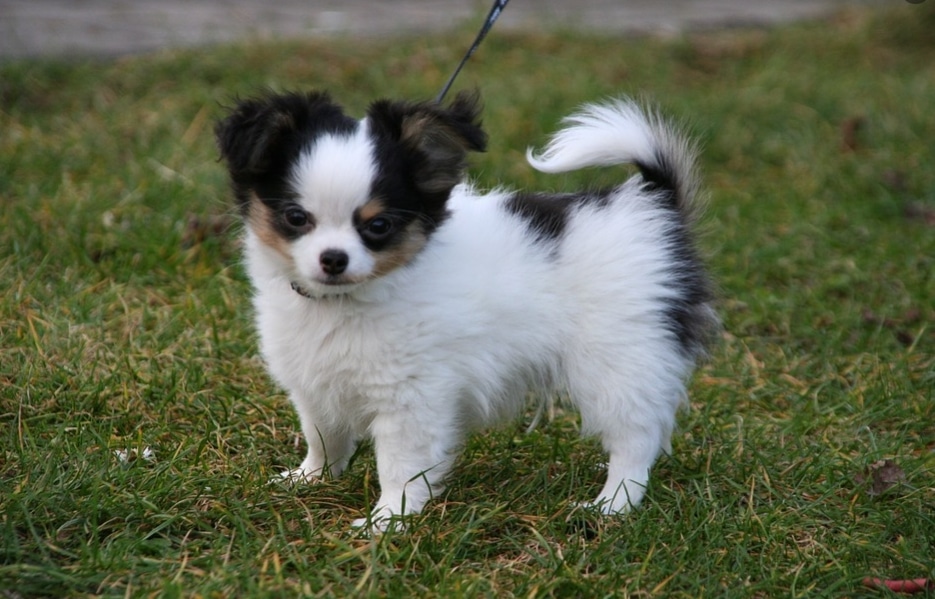 chihuahua kecil