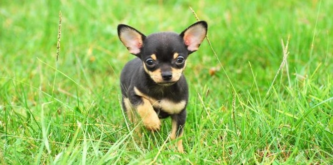 chihuahua lucu