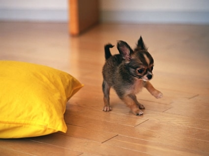 chihuahua puppy