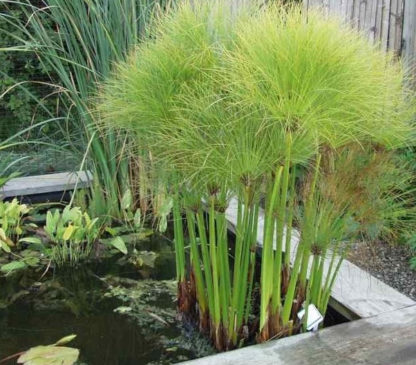 cyperus