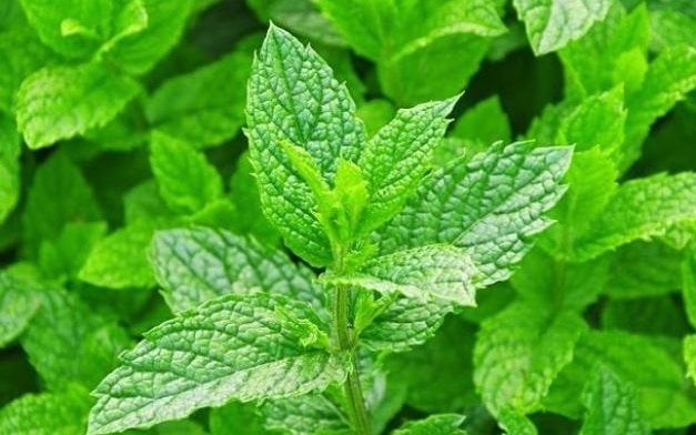 daun mint