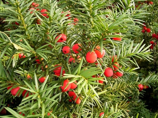 english yew