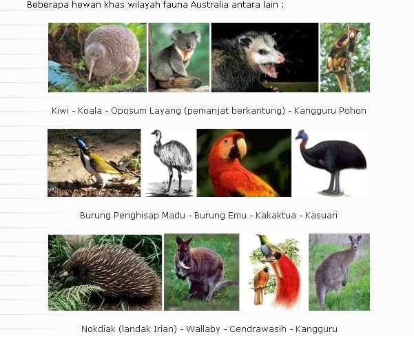 1010+ Gambar Fauna Asiatis Peralihan Australis HD Terbaik