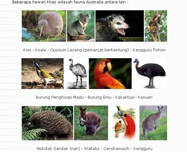  Fauna  Australis Pengertian dan  Ciri Ciri Fauna  Australis 