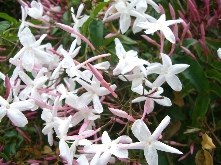 jasminum offcinale