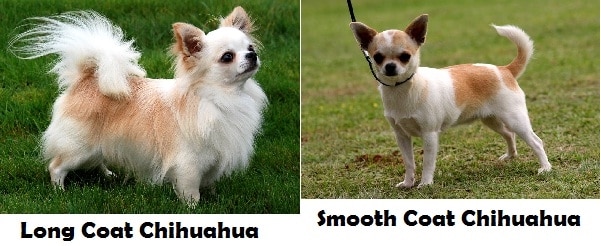 jenis chihuahua