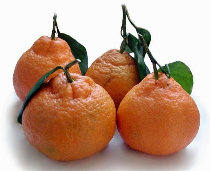 jeruk satsuma