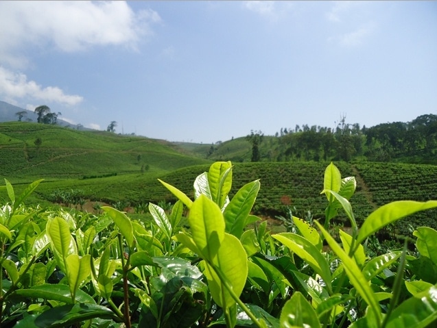 kebun teh