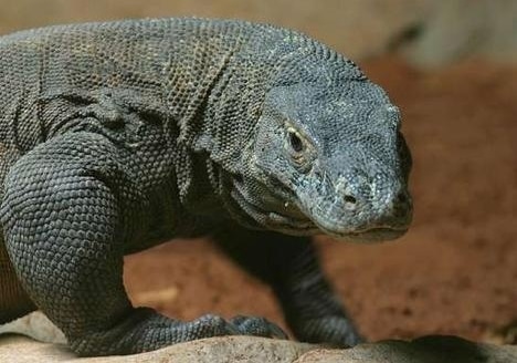 Unduh 470 Gambar Fauna Komodo Terbaik Gratis HD