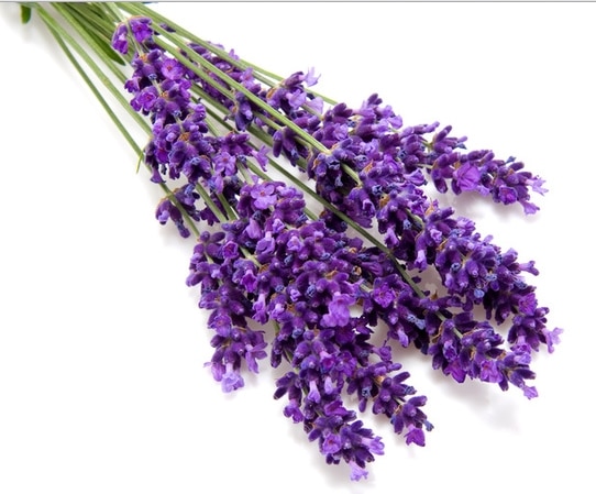 lavender