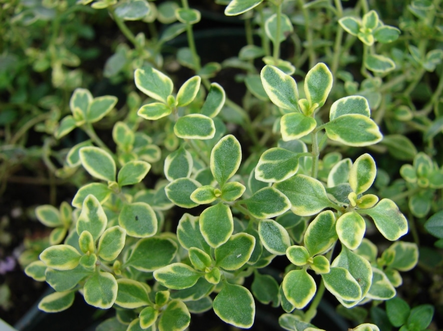 lemon thyme