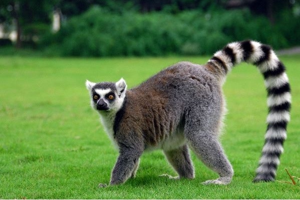 lemur