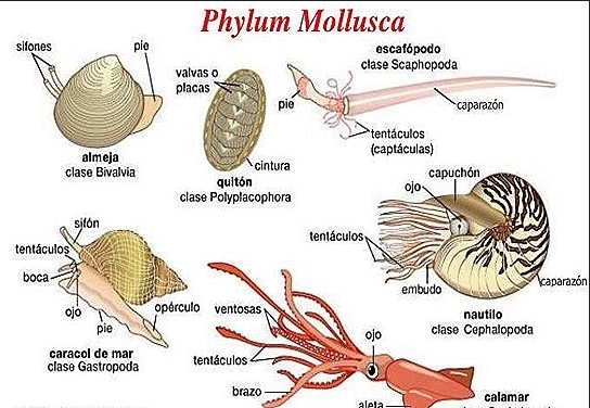 mollusca