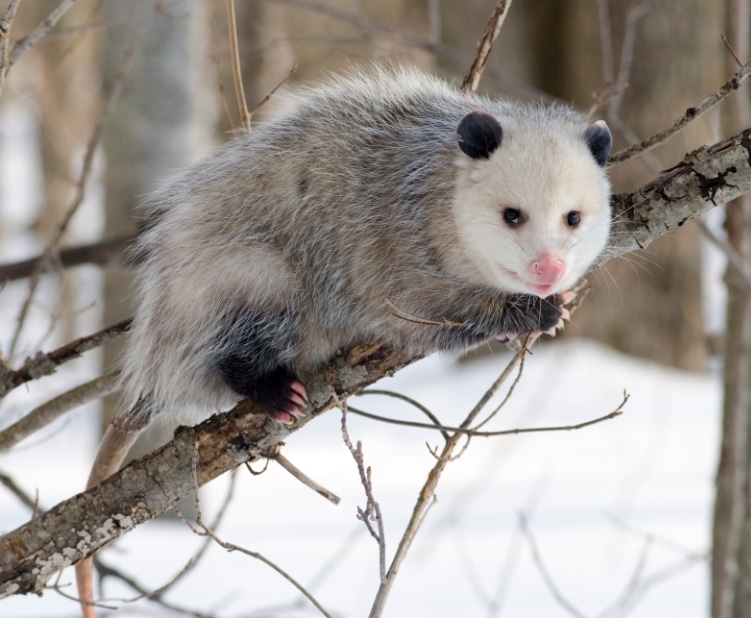 opossum