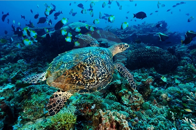 penyu pulau derawan