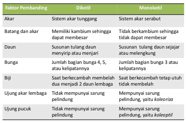 perbedaan monokotil dan dikotil