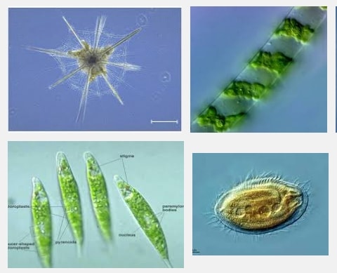 protista mirip hewan