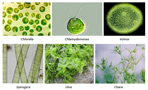 protista miriptumbuhan