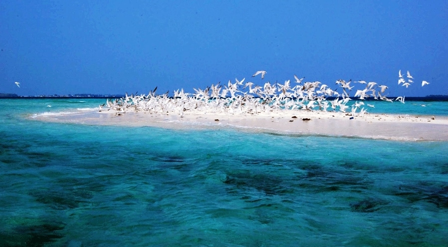 pulau gosong karimun jawa