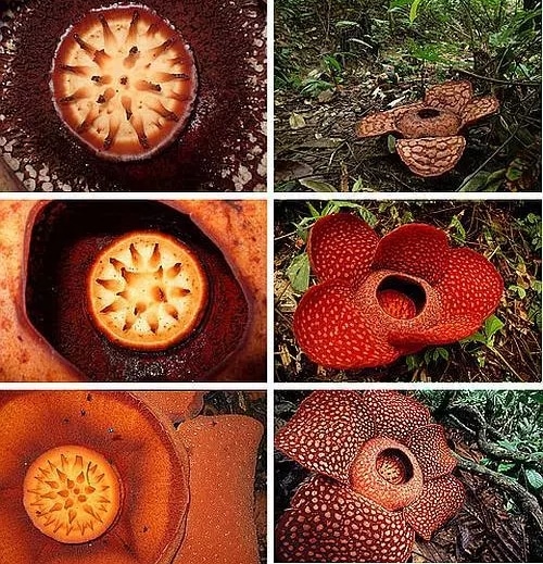 rafflesia arnoldii ciri ciri