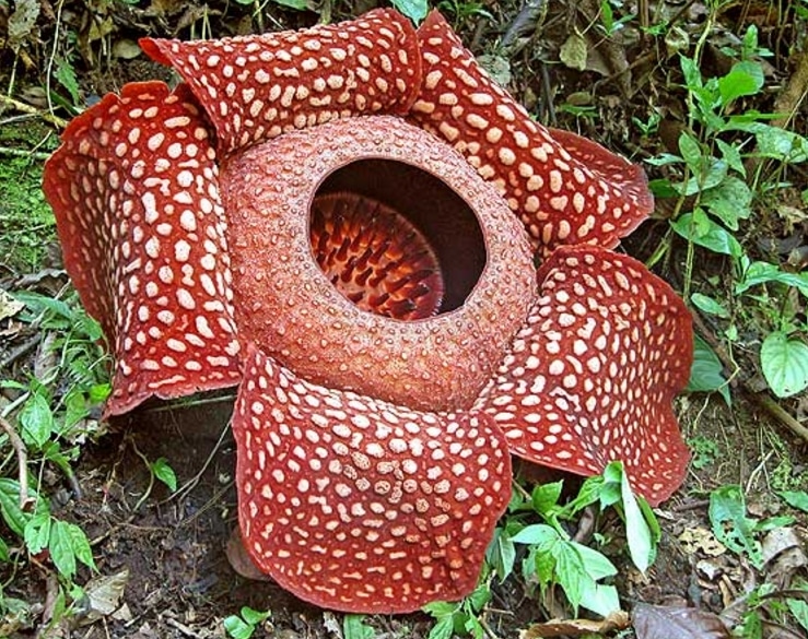 rafflesia arnoldii open flower