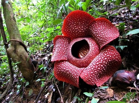 Bunga langka di indonesia