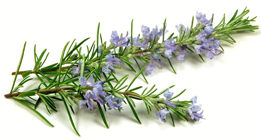 rosemary