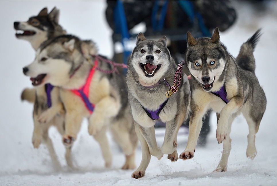 siberian husky cerdas