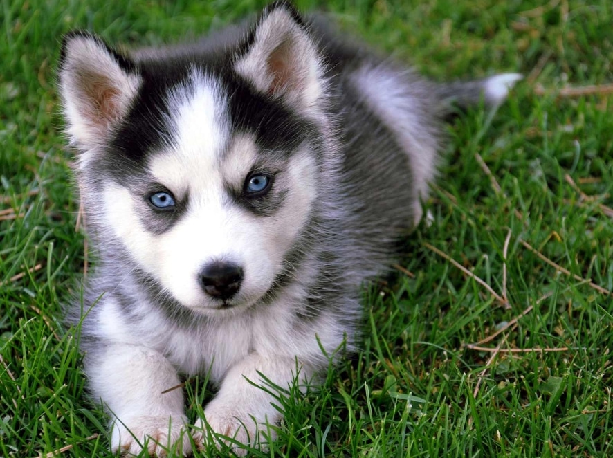 siberian husky kecil