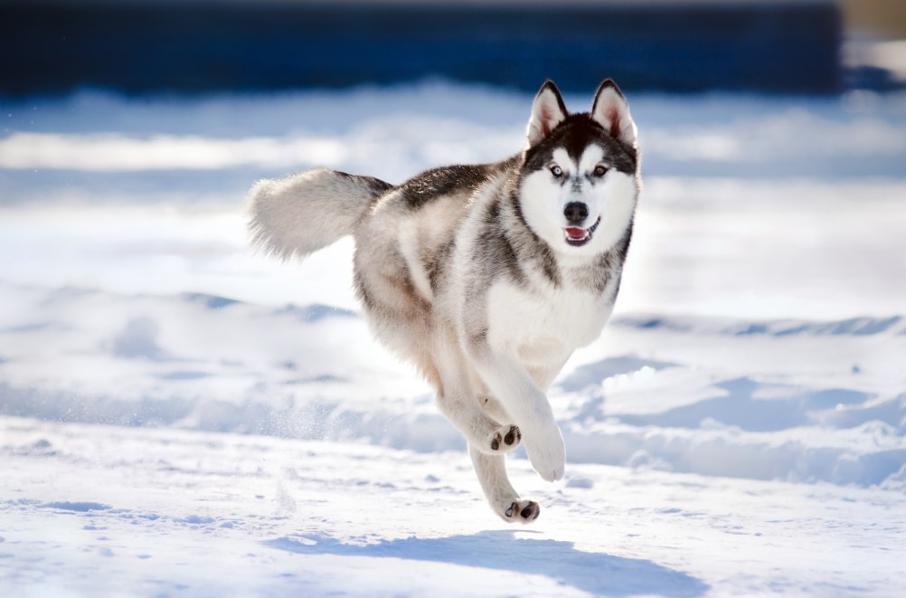 siberian husky run