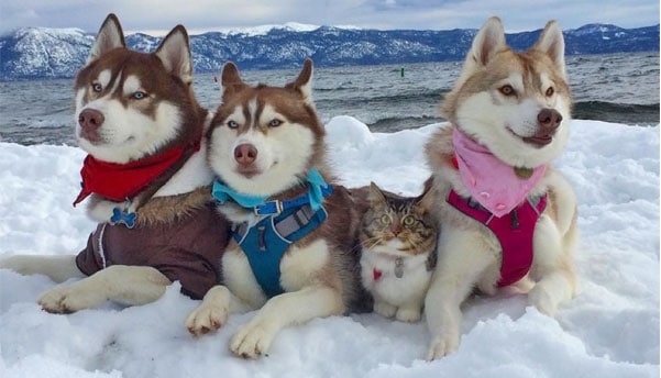 siberian husky with cat