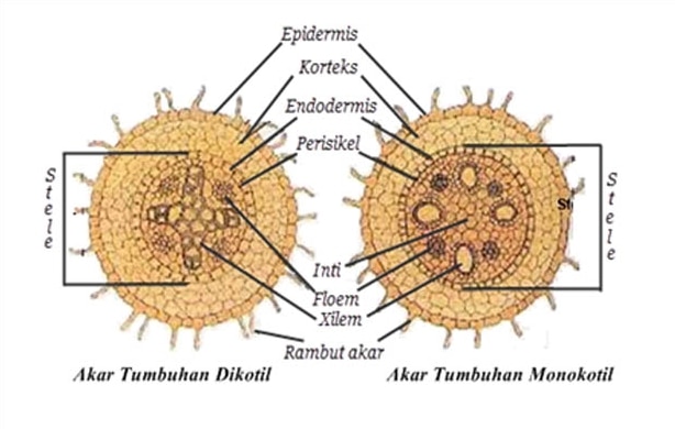 struktur akar