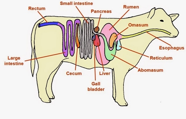 struktur mamalia