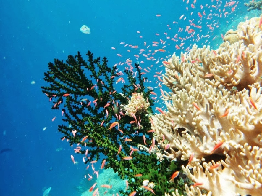 Surga Keindahan Alam Bawah Laut Indonesia Flora dan Fauna 