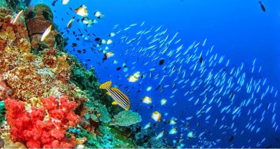 surga bunaken
