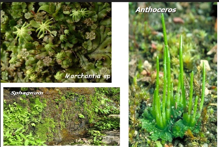  Pengertian  Ciri ciri Dan Klasifikasi Tumbuhan  Lumut 