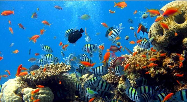 under water garden raja ampat